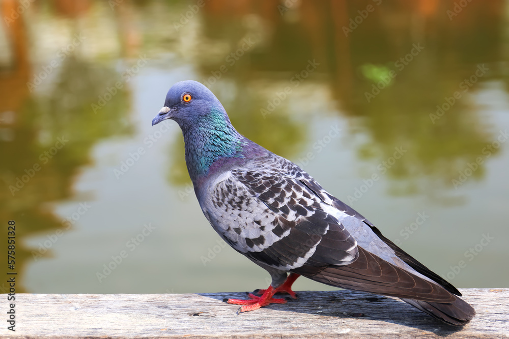 Pigeon standing. Dove or pigeon on blurry background. Pigeon adult, stray, perched on wood near a pond Pigeon standing. Dove or pigeon on blurry background. Pigeon adult, stray, perched on wood near a pond