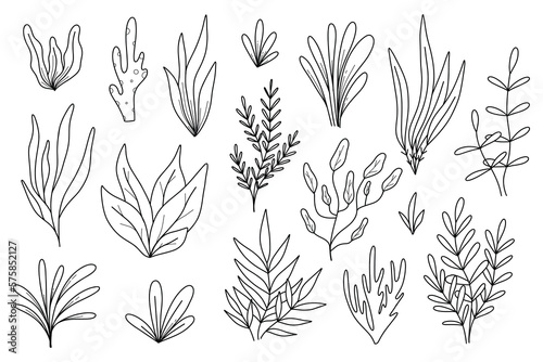 Algae set in doodle style. Algae Collection. Vector illustration. Sea plants.