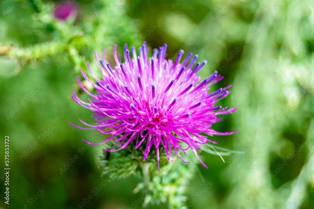 Beautiful growing flower root burdock thistle on background meadow Beautiful growing flower root burdock thistle on background meadow
