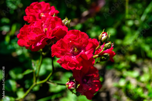 Photography on theme beautiful wild growing flower rose