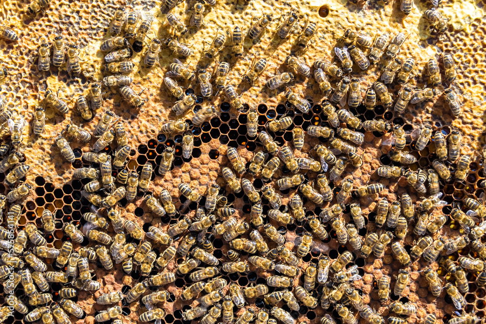 Abstract hexagon structure is honeycomb from bee hive filled Abstract hexagon structure is honeycomb from bee hive filled