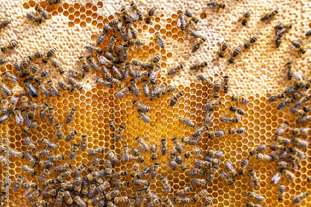 Abstract hexagon structure is honeycomb from bee hive filled Abstract hexagon structure is honeycomb from bee hive filled