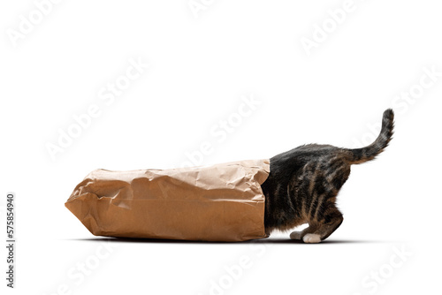 Schilderij op canvas Curious cat crawling into a bag