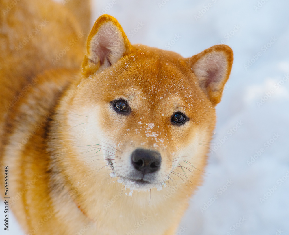 Portrait of a dog breed Shiba Inu on a background of snow with snow on the muzzle Portrait of a dog breed Shiba Inu on a background of snow with snow on the muzzle