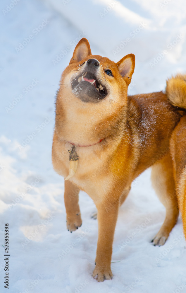 Dog breed Shiba Inu walking in winter snow forest. Dog walking in the snow with steam from his mouth Dog breed Shiba Inu walking in winter snow forest. Dog walking in the snow with steam from his mouth