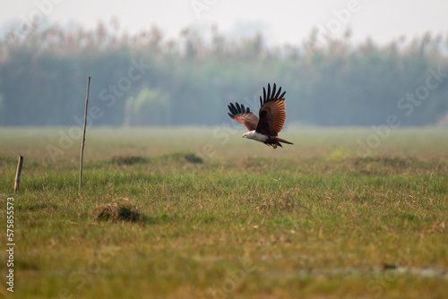 Brahminy kite bird flying with use of selective focus photo