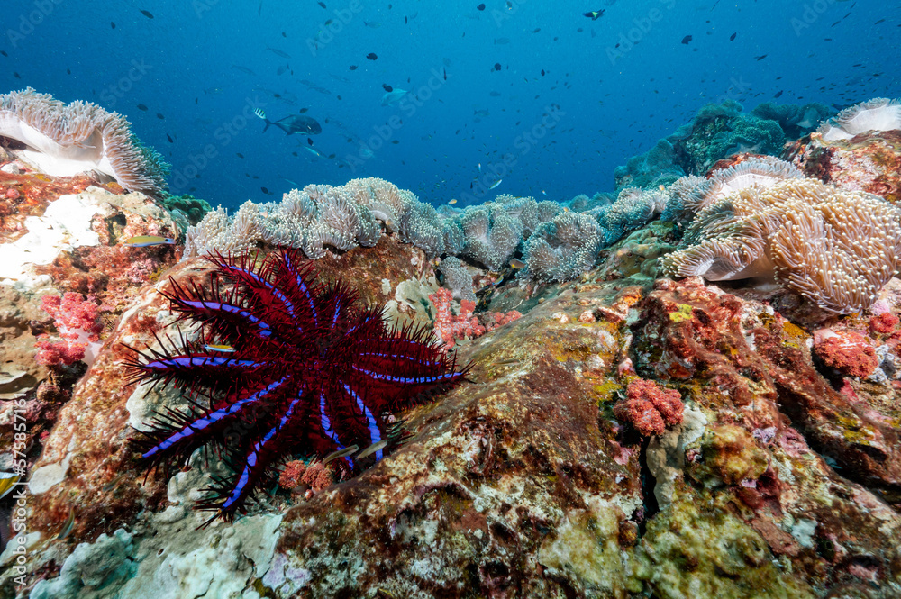 Crown of thorns starfish with sea anemone on coral reef at North Andaman, a famous scuba diving dive site and exotic underwater landscape in Thailand. Crown of thorns starfish with sea anemone on coral reef at North Andaman, a famous scuba diving dive site and exotic underwater landscape in Thailand.