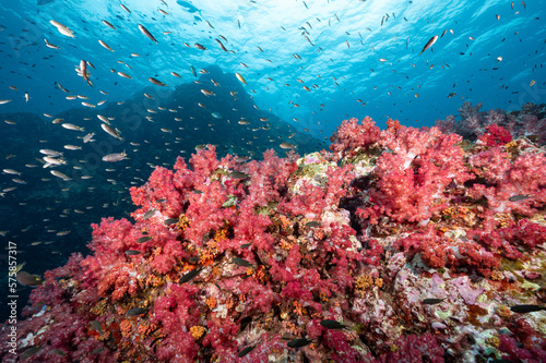 Beautiful pink soft coral reef and school of fish at Richelieu Rock, a famous scuba diving dive site of North Andaman. Stunning underwater landscape in Thailand.