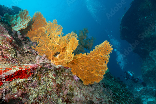 Giant Branching Gorgonian Sea Fan coral (Seafan) with colorful coral reef wall and marine life at North Andaman, a famous scuba diving dive site and exotic underwater landscape in Thailand.
