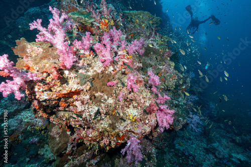 Beautiful colorful soft coral reef and marine life at Richelieu Rock, a famous scuba diving dive site of North Andaman. Exotic underwater landscape in Thailand.