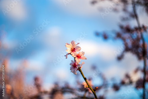 almond blossom against blue sky