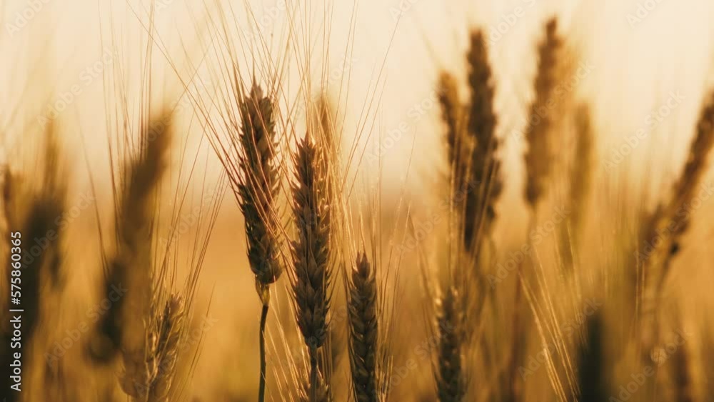 ripe wheat ears in field. Beautiful sunset with countryside over a field of wheat. sun illuminates wheat crops. huge yellow wheat field in idyllic nature in golden rays of sunset.