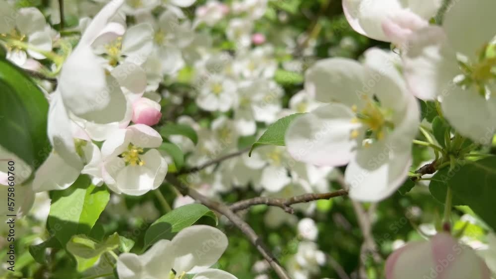 Spring flowering of apple trees in the garden. Spring flowering of apple trees in the garden.