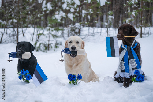 Retriever posing for pictures on Estonian Independence day. 