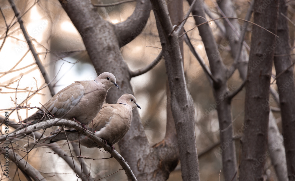 dove bird dove bird