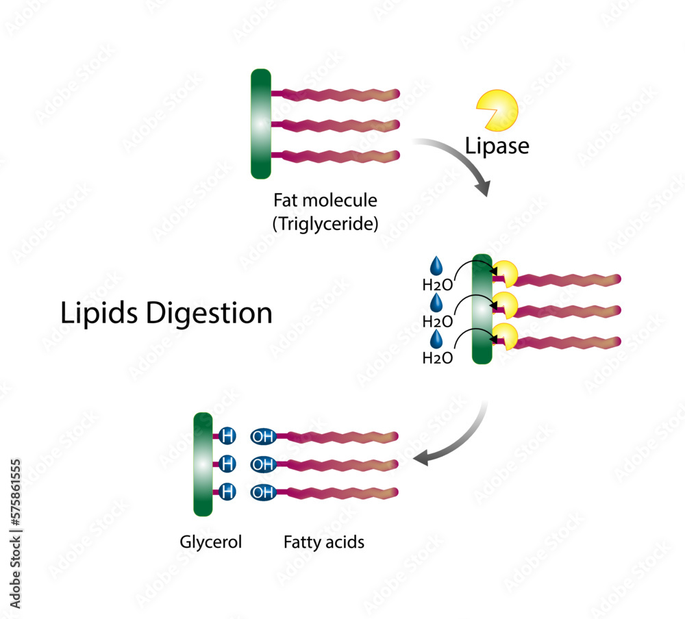 Fat Molecule, triglyceride, Lipids Digestion. Lipase enzyme catalyzes