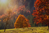 Herbststimmung in der Vormittagssonne im Karwendelgebirge in den österreichischen Alpen mit Blick auf Bergahorn Bäume im Gegenlicht und einer Felswand im Ahornboden in Tirol, Österreich