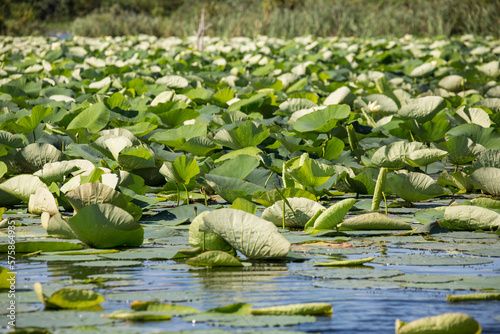 Water lilies growing in marsh, Lake Charles, Louisiana, USA photo