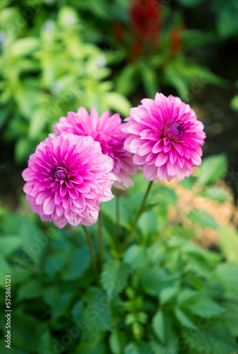 Pink Dahlia flower in tropical garden  nature concept background  spring and summer season nature