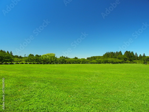 真夏の猛暑日の誰もいない草原と林のあるみさと公園風景