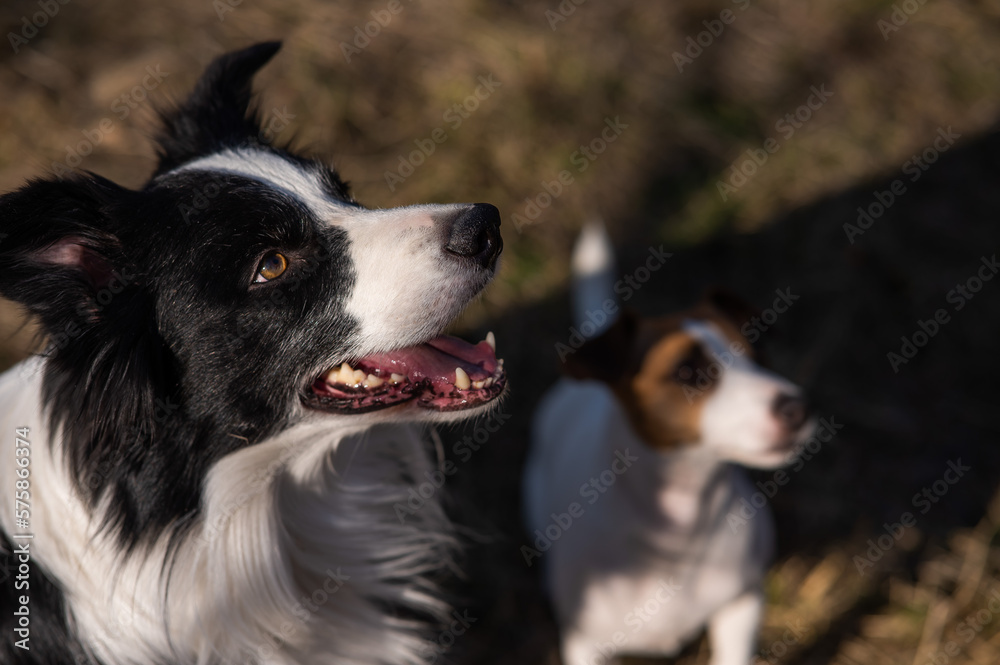 Border collie dog and jack russell terrier walk in the park in autumn. Border collie dog and jack russell terrier walk in the park in autumn.
