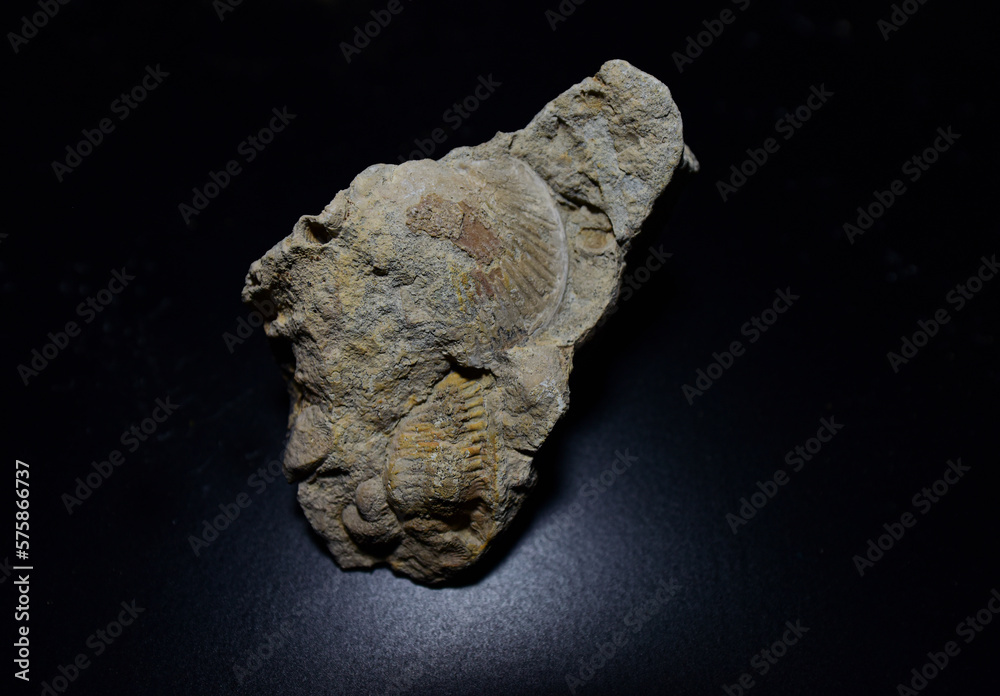 Fossil Stones from Millions of Years Ago Fossil Stones from Millions of Years Ago