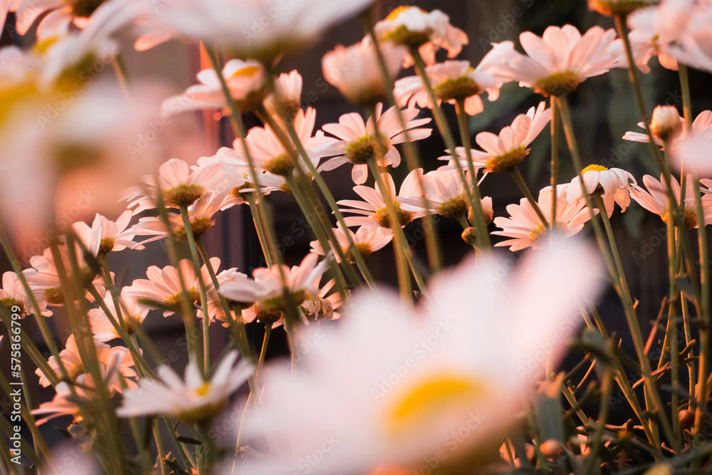 Oxeye daisy (Leucanthemum vulgare) flowers