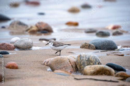 Piping ploverÂ (Charadrius melodus) on beach photo