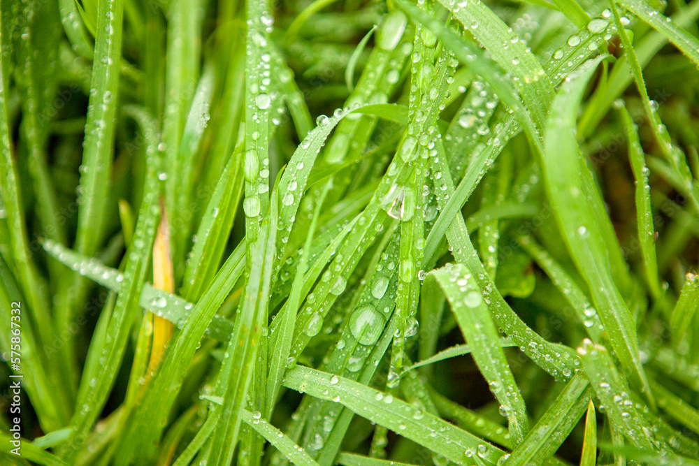 Early morning dew on green grass at Domaine de Mero, Plonevez-du-Faou, Brittany, France Early morning dew on green grass at Domaine de Mero, Plonevez-du-Faou, Brittany, France