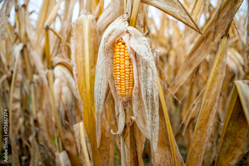 Yellow corn in field photo