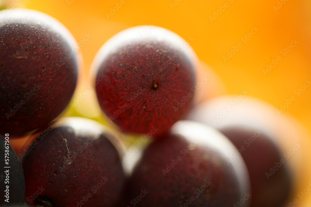 Detail of Nebbiolo Wine grapes in Castiglione Falletto Detail of Nebbiolo Wine grapes in Castiglione Falletto
