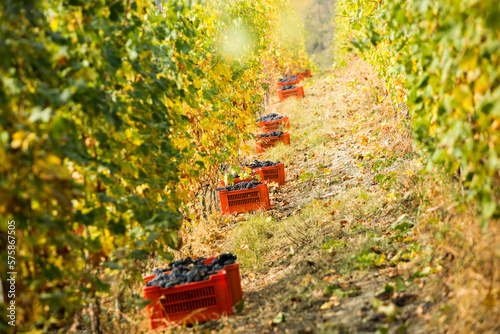 Wine harvest of famous Nebbiolo grapes that make Barolo wine at Roagna Winery in Castiglione Falletto photo