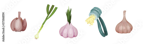 Garlic Cloves as Species of Bulbous Plant Vector Set