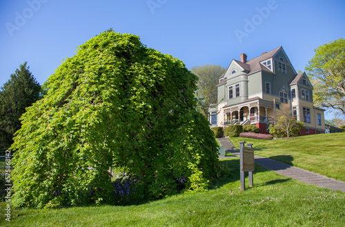 A Camperdown Elm planted in 1875 near the historic Walker-Ames House in Port Gamble, Washington. photo
