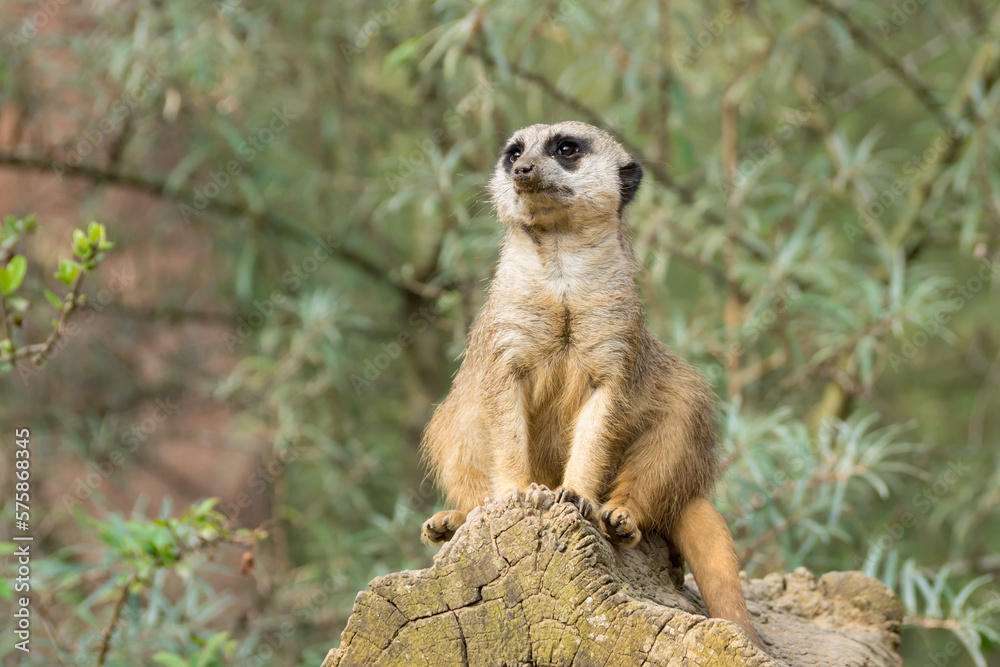 Close-up of a sitting meerkat looking around Close-up of a sitting meerkat looking around