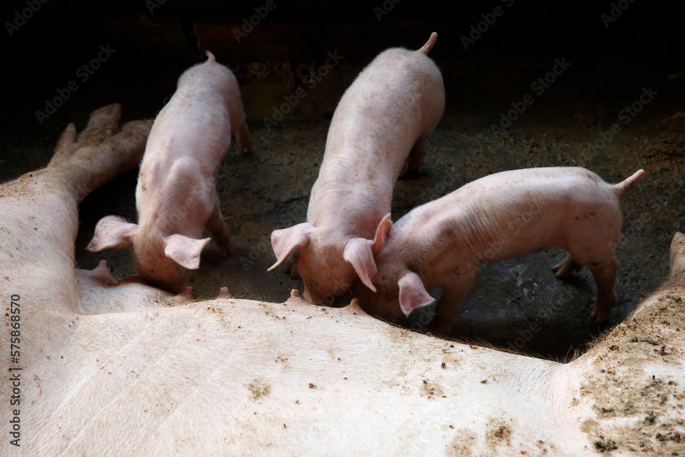 Pig farm financed by a 1,5 million riel loan from Chamroeun microfinance. Cambodia. Pig farm financed by a 1,5 million riel loan from Chamroeun microfinance. Cambodia.