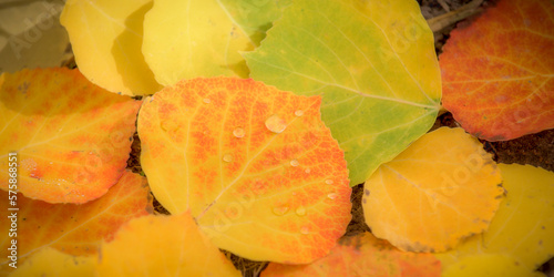 Orange, yellow and green aspen leaves on the forest floor. photo