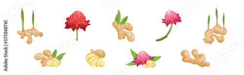 Fresh Ginger Root as Natural Spice Food Vector Set