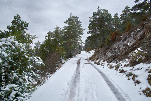 Snowy mountain road with car wheel tracks surrounded by green vegetation