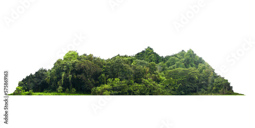 Fototapeta Naklejka Na Ścianę i Meble -  Group green tree on transparent background. png file. Cutout tree line. Row of green trees and shrubs in summer isolated transparent background. Forest Scene. Forest and green foliage.