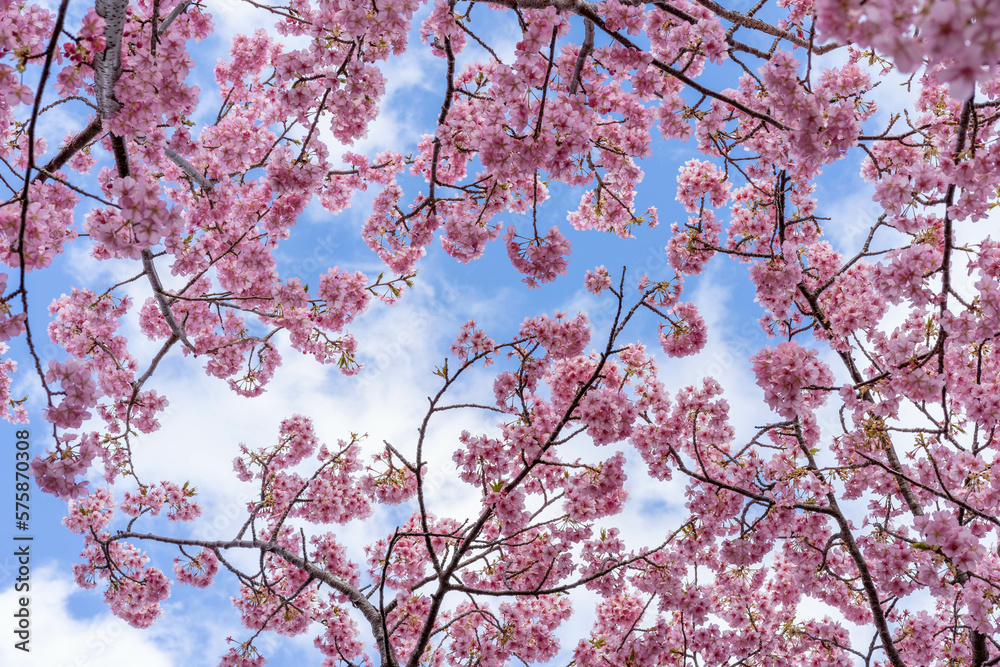 河津桜 河津桜