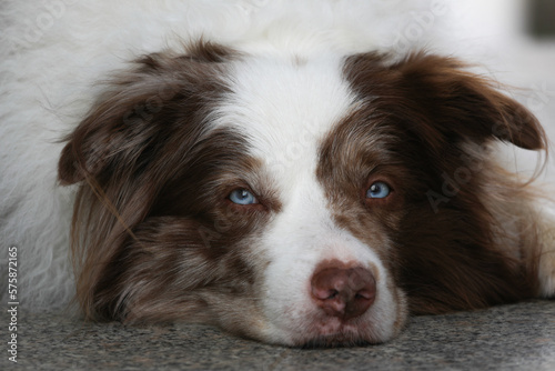 Adorable white and brown chocolate merle border collie male with striking ice blue eyes is laying on a granite Stone Floor and chilling while Looking directely into the camera.