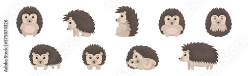 Cute Grey Hedgehog in Various Poses Vector Set