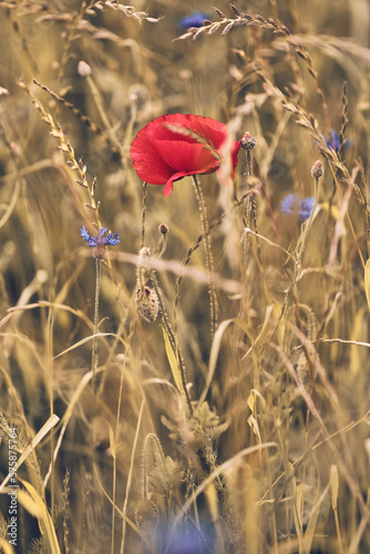 Red poppie in dry field. High quality photo