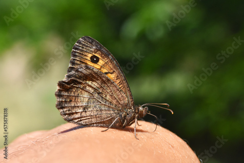 False Grayling butterfly on man finger. Arethusana arethusa brush-footed butterfly family