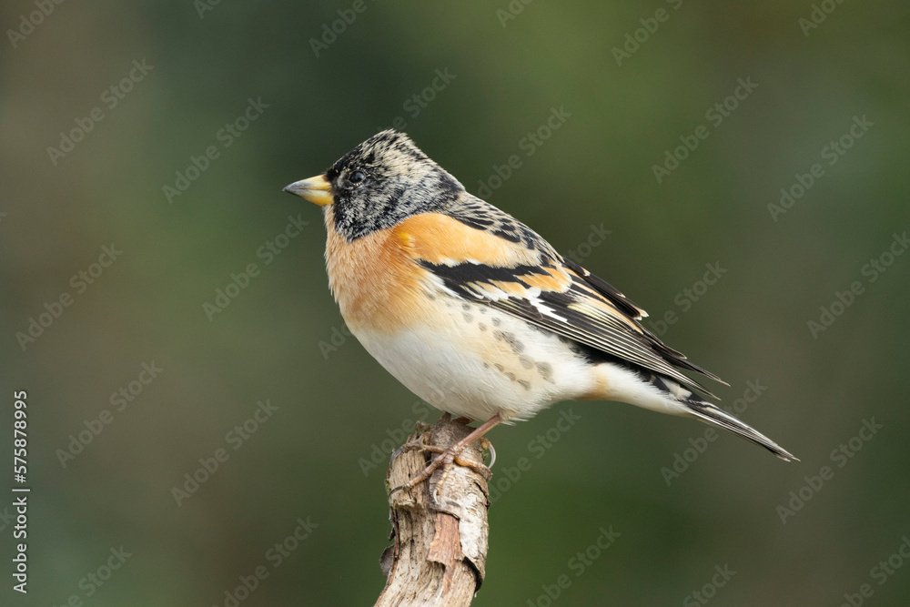 Bergfink (Fringilla montifringilla) Bergfink (Fringilla montifringilla)