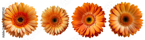 Assorted orange gerbera daisy flower heads isolated on transparent PNG background. Created with Generative AI.