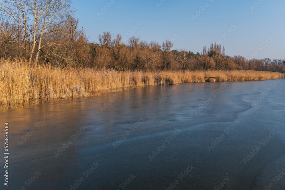 Spring beautiful sunny landscape. Shore of an ice-covered lake with dry reeds on the shore