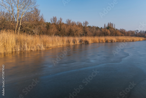 Spring beautiful sunny landscape. Shore of an ice-covered lake with dry reeds on the shore