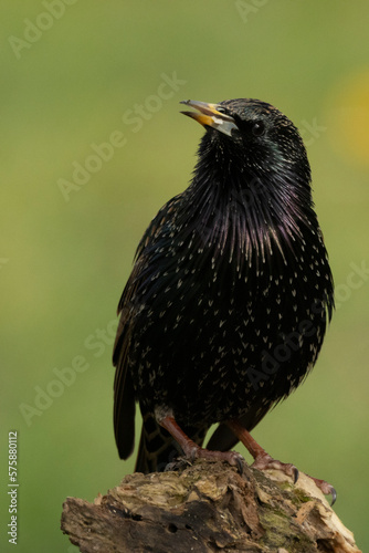 Star (Sturnus vulgaris)